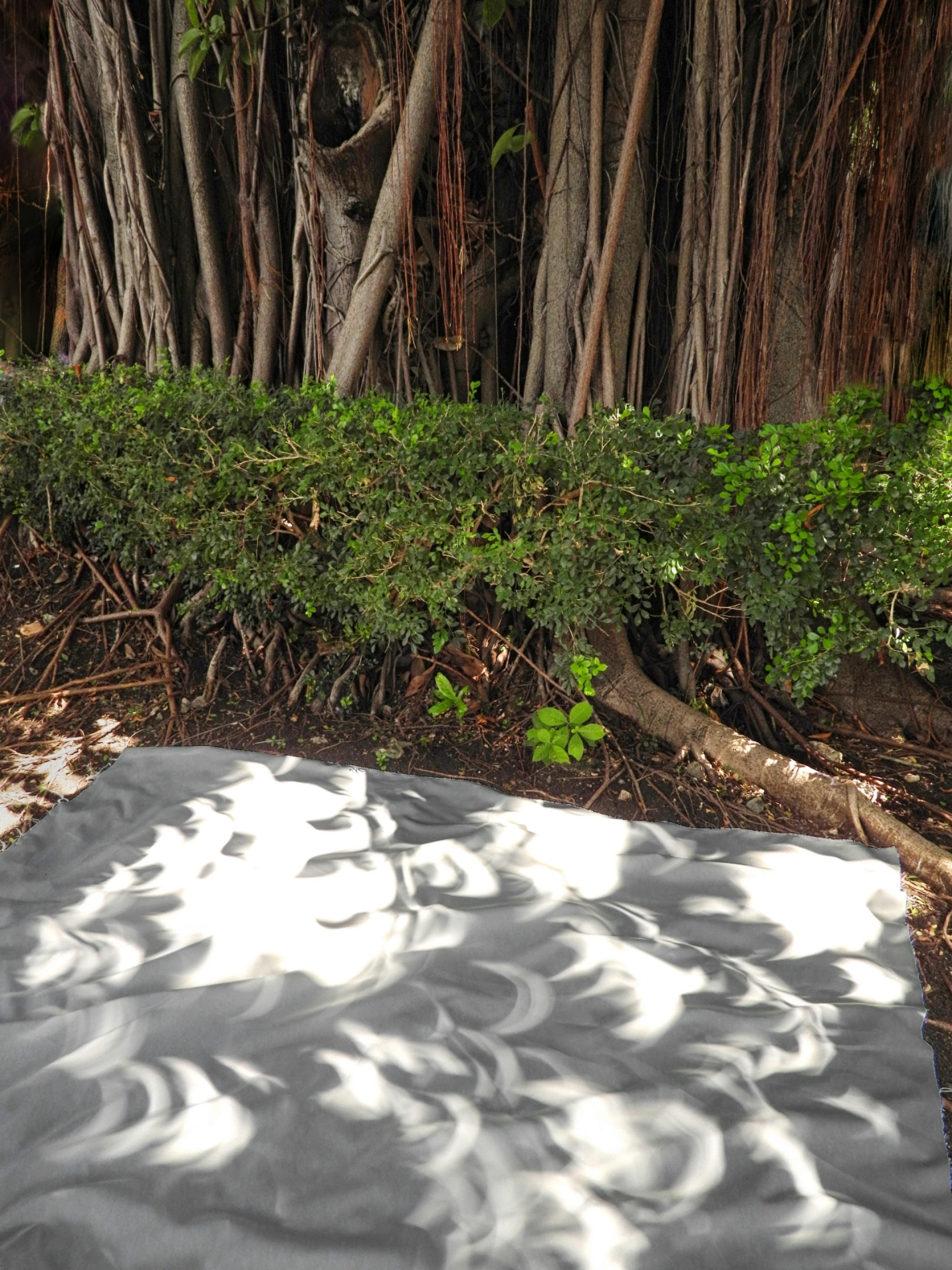 Dscn Campeche Eclipse Sous Arbres